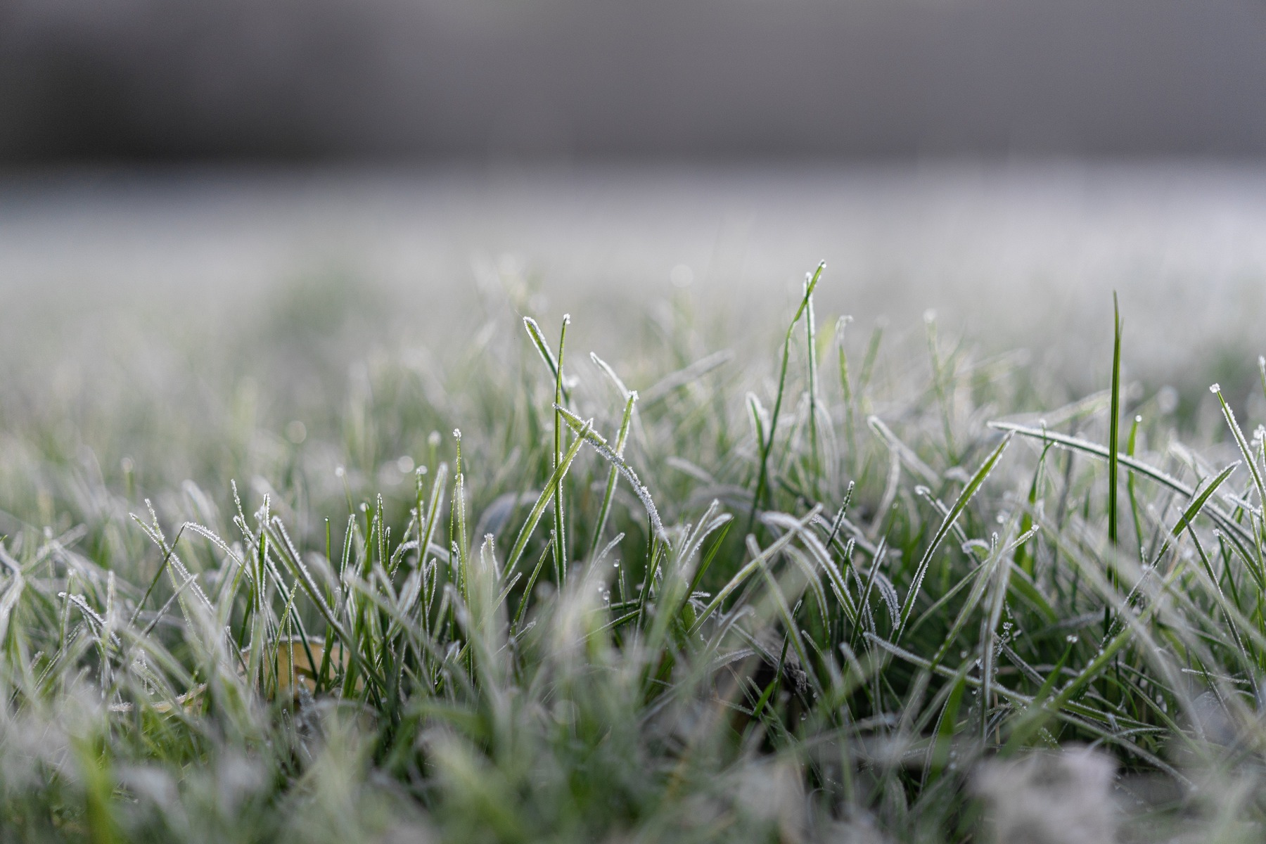 Vintern är här: Tips för att skydda din gräsmatta under den kallaste säsongen