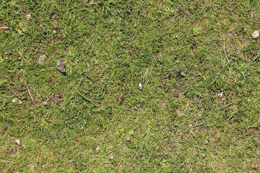 Vertikalskärning av gräsmatta – vad det är och när man ska använda det