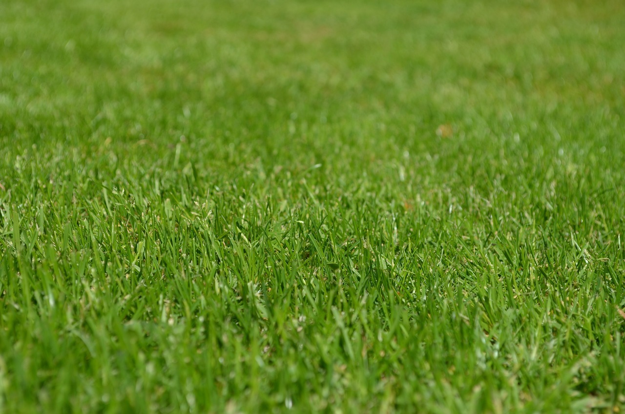 Effektiv bekämpning av ogräs i din gräsmatta