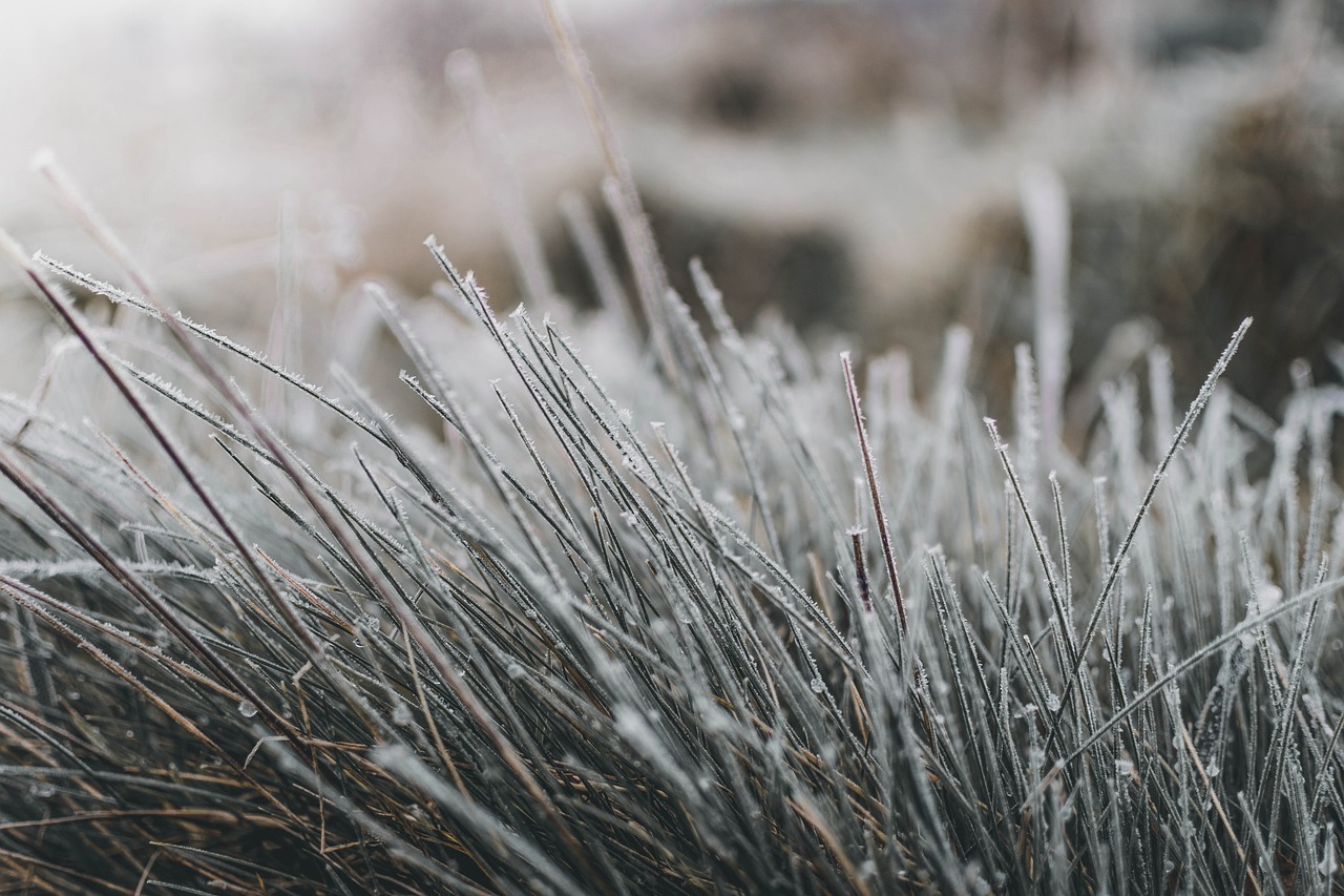 Gräsmattans vinterförberedelser: Så skyddar du din gräsmatta mot kyla och frost