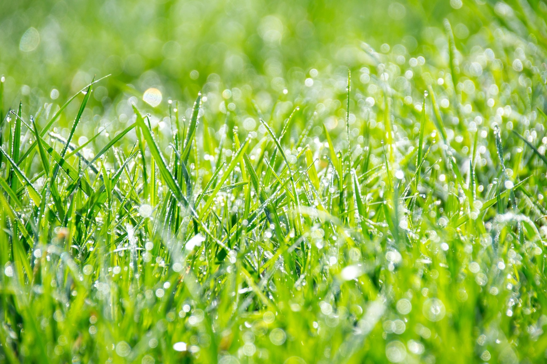 Optimera din gräsklippning: tekniker och tidsplan för ett tjusigt gräs