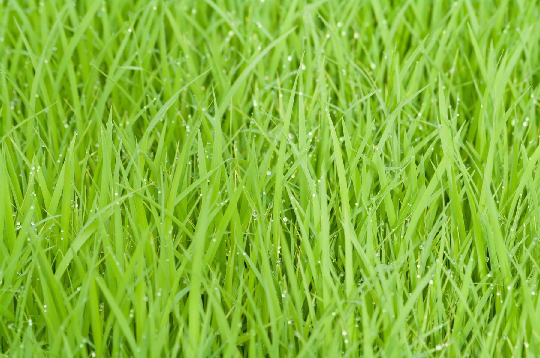 Varför och hur du luftar din gräsmatta för ett hälsosamt grönare resultat